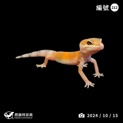 豹紋守宮．橘化（編號 212）1